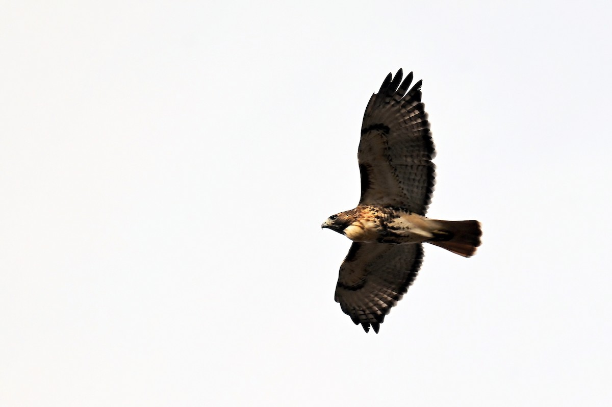 Rotschwanzbussard - ML646894804