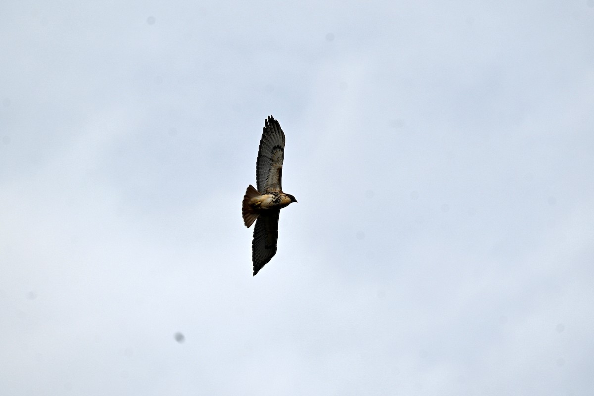 Rotschwanzbussard - ML646894805