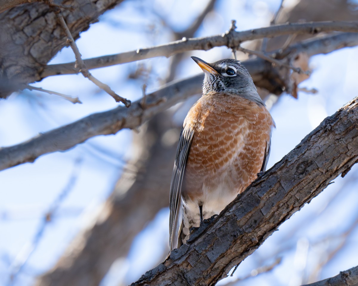 vandretrost - ML646894808