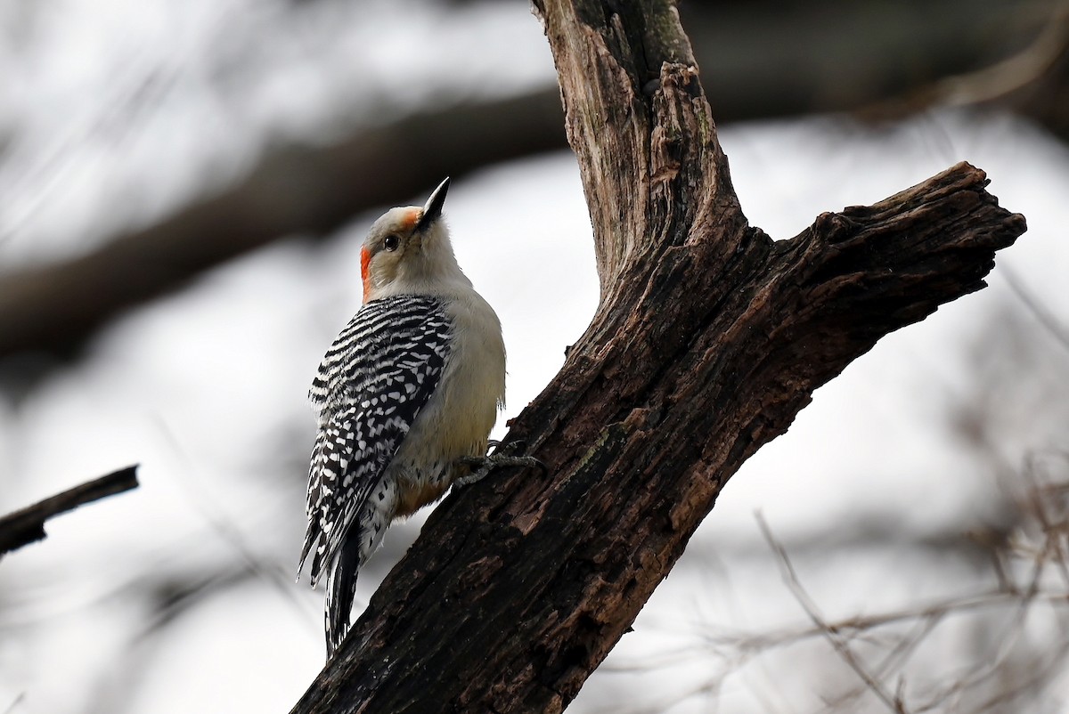 Carolinaspecht - ML646894809