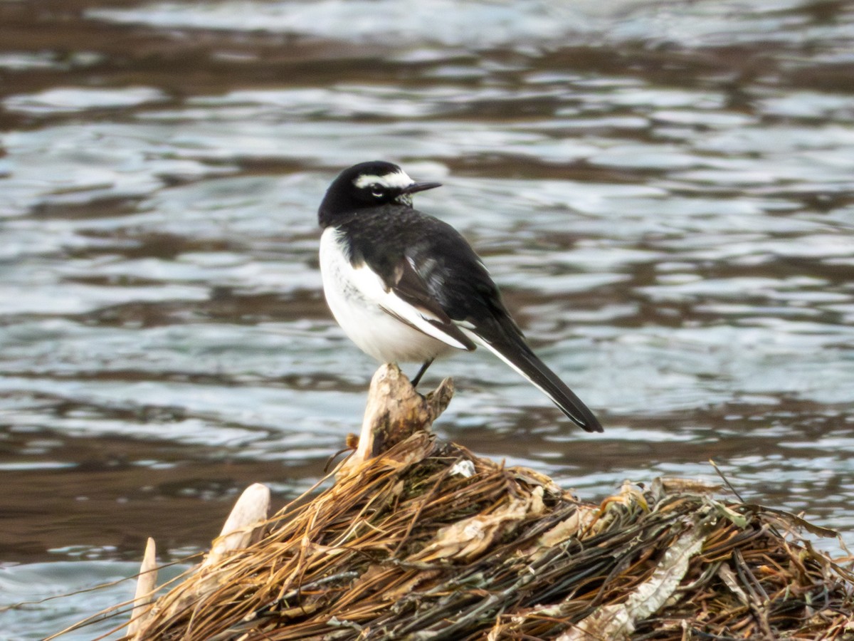 Japanese Wagtail - ML646894810