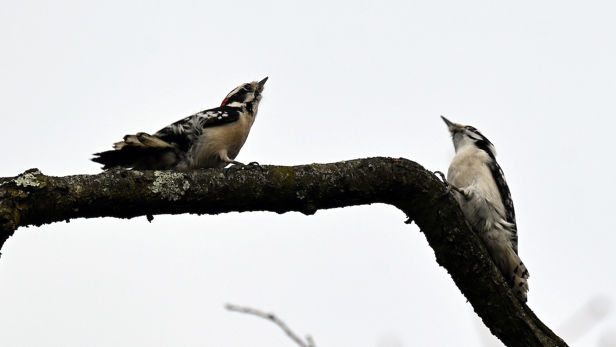 Dunenspecht - ML646894813