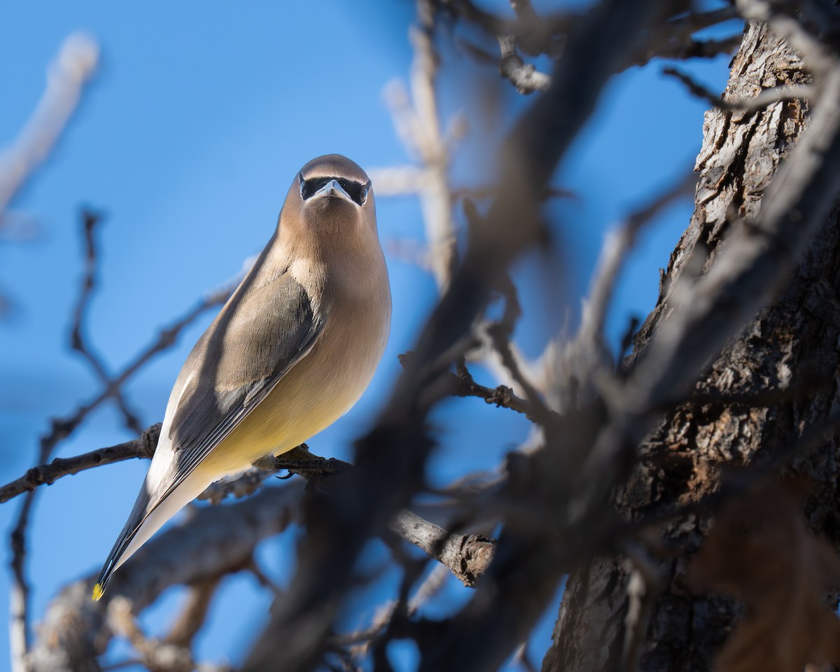 einersidensvans - ML646894815