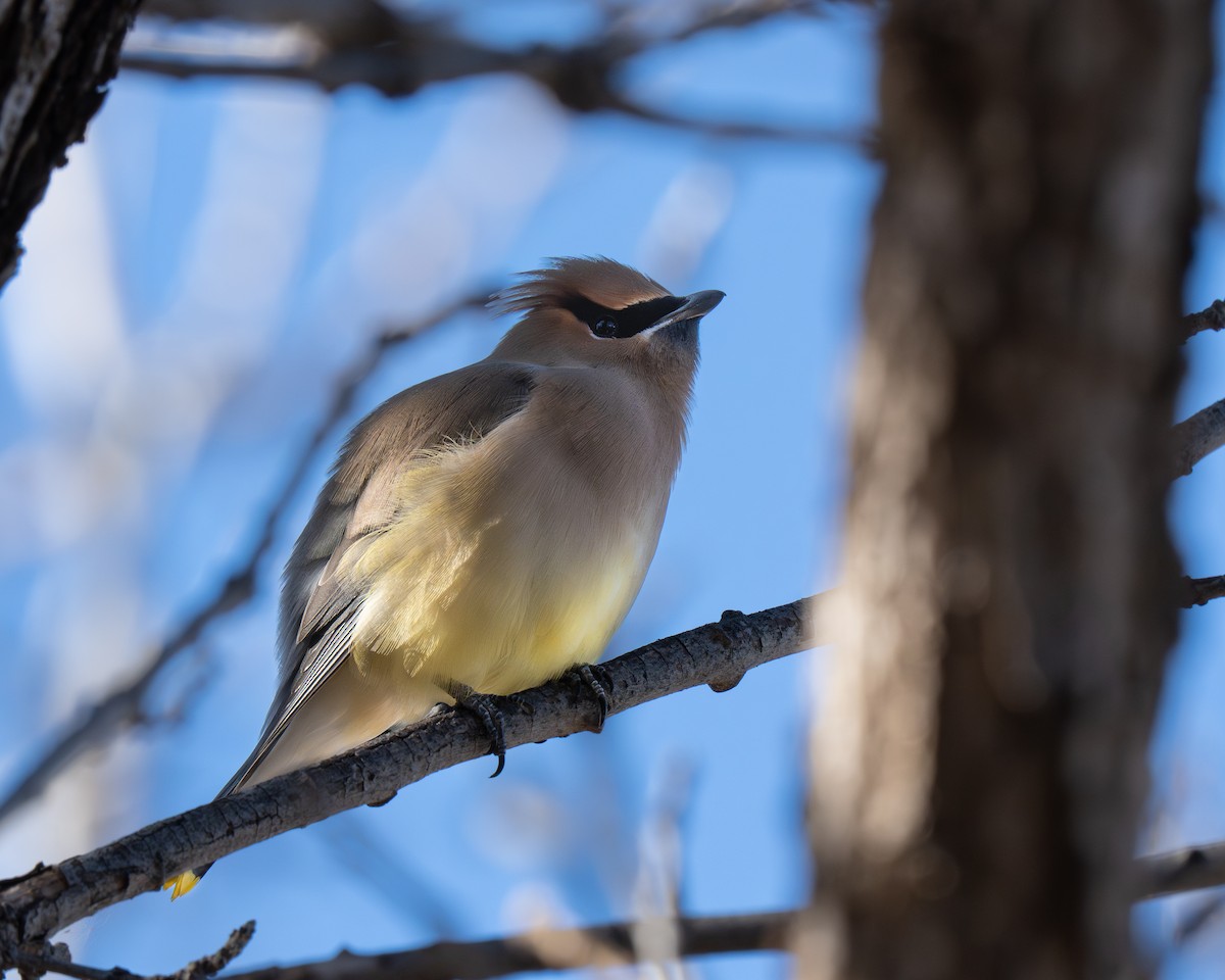 einersidensvans - ML646894816