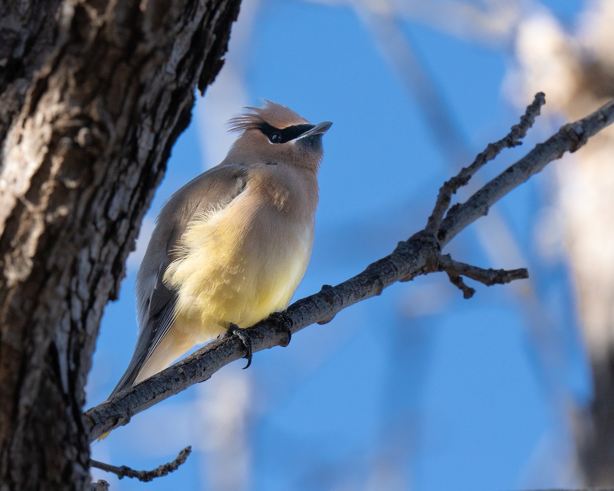 einersidensvans - ML646894817