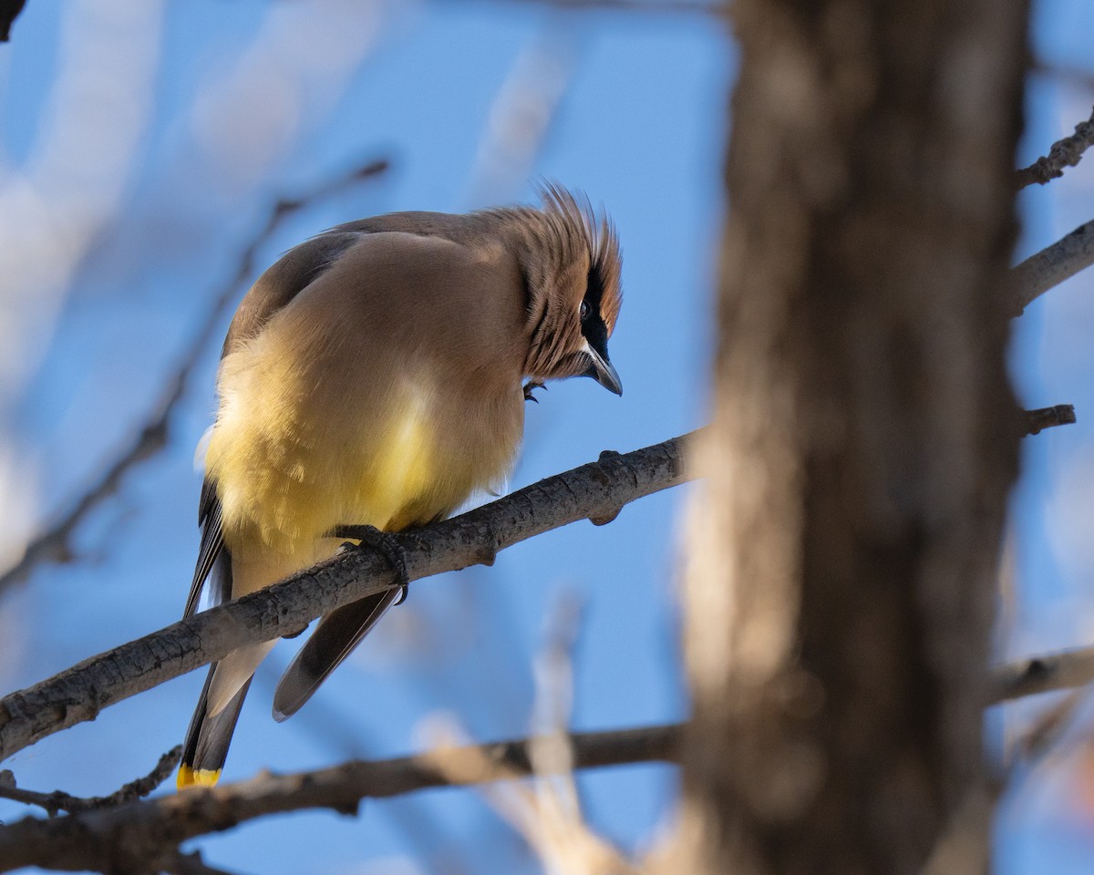 einersidensvans - ML646894818