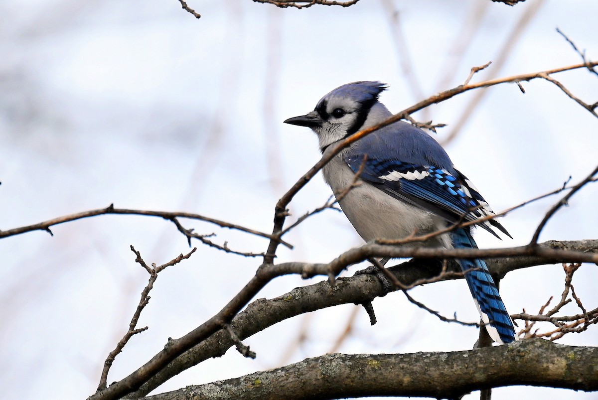 Blue Jay - ML646894820