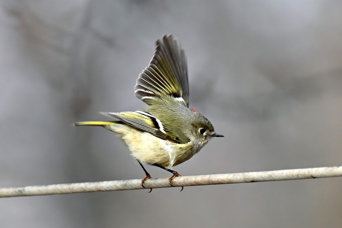 Rubingoldhähnchen - ML646894822