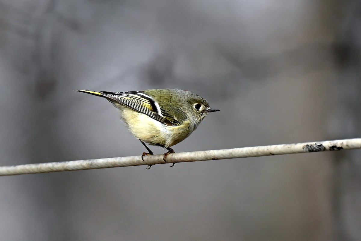 Rubingoldhähnchen - ML646894823