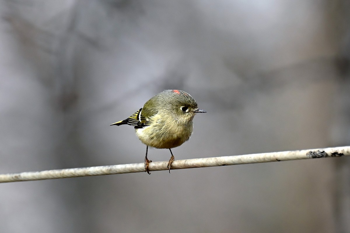 Rubingoldhähnchen - ML646894824