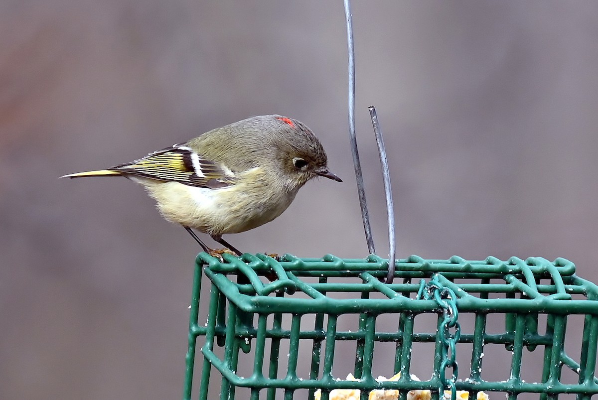 Rubingoldhähnchen - ML646894825