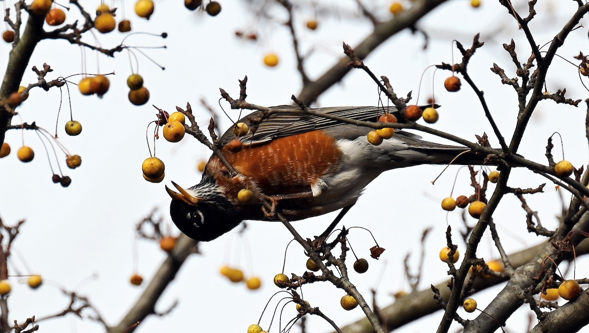 Wanderdrossel - ML646894826