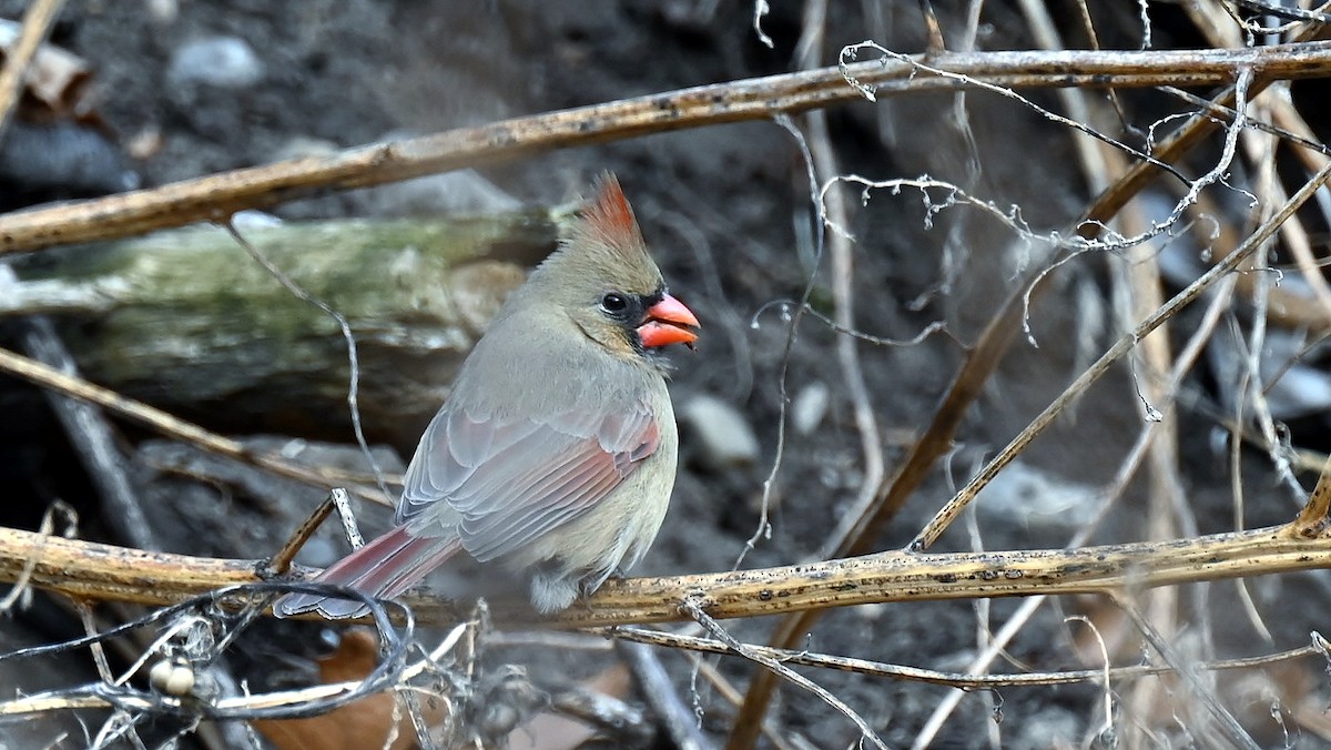 Rotkardinal - ML646894837