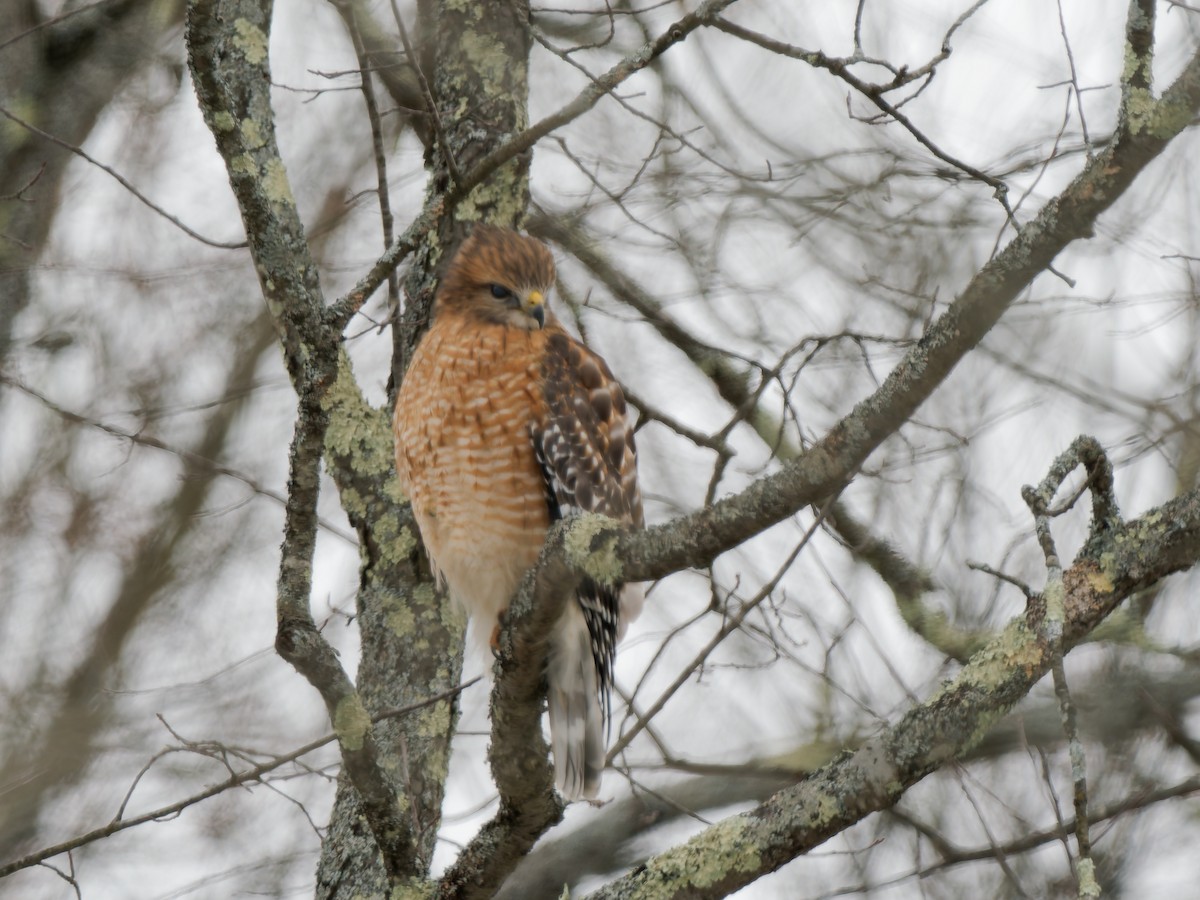 Buse à épaulettes - ML646894849