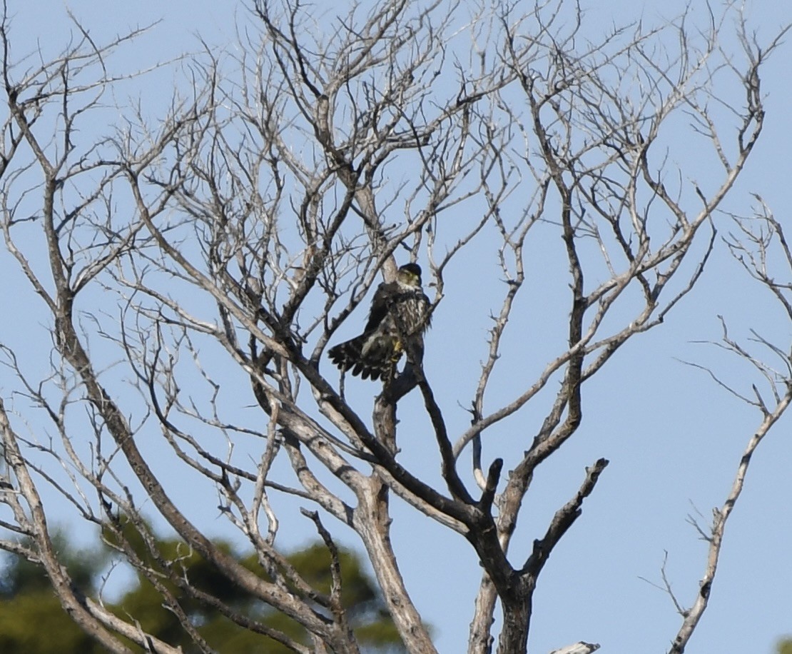 Esmerejón (de la taiga) - ML646894857