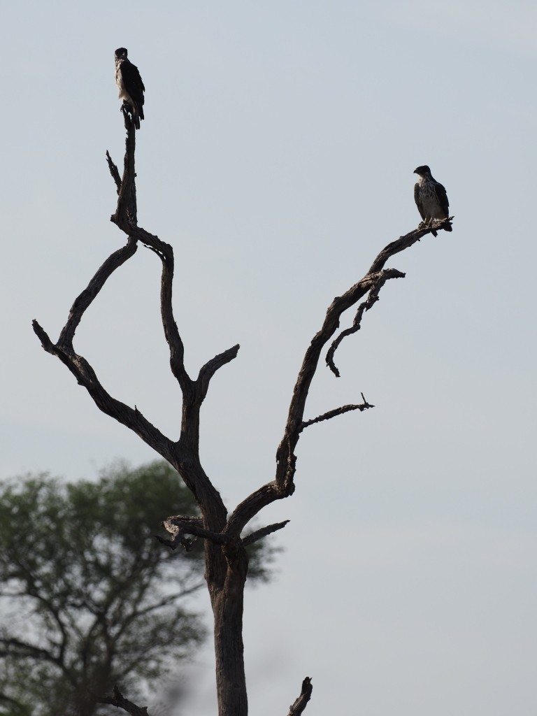 African Hawk-Eagle - ML646894858
