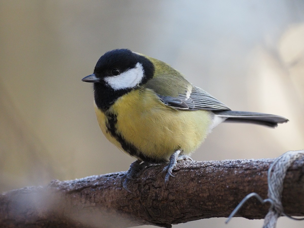 Great Tit - ML646894863