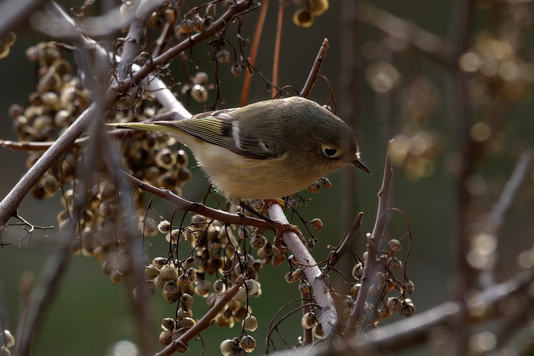Reyezuelo Rubí - ML646894866
