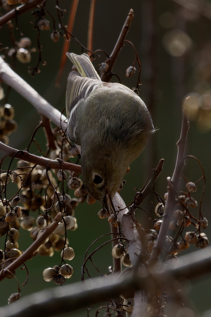 Reyezuelo Rubí - ML646894867