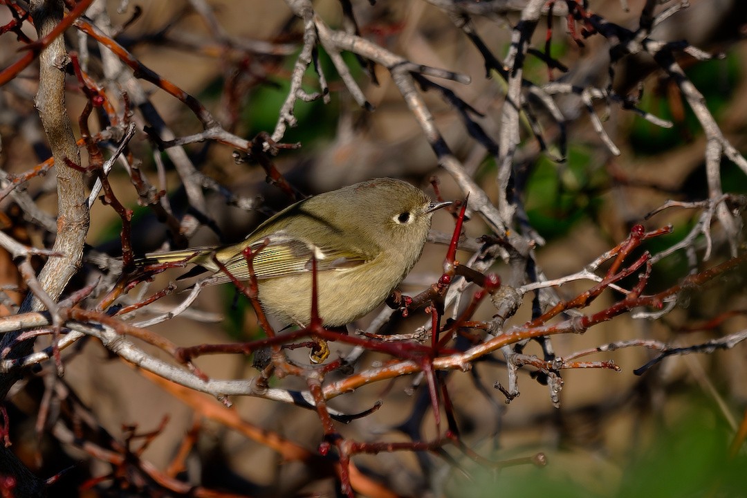 Reyezuelo Rubí - ML646894868