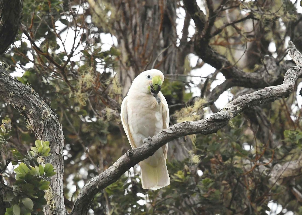 シロビタイムジオウム - ML646894874