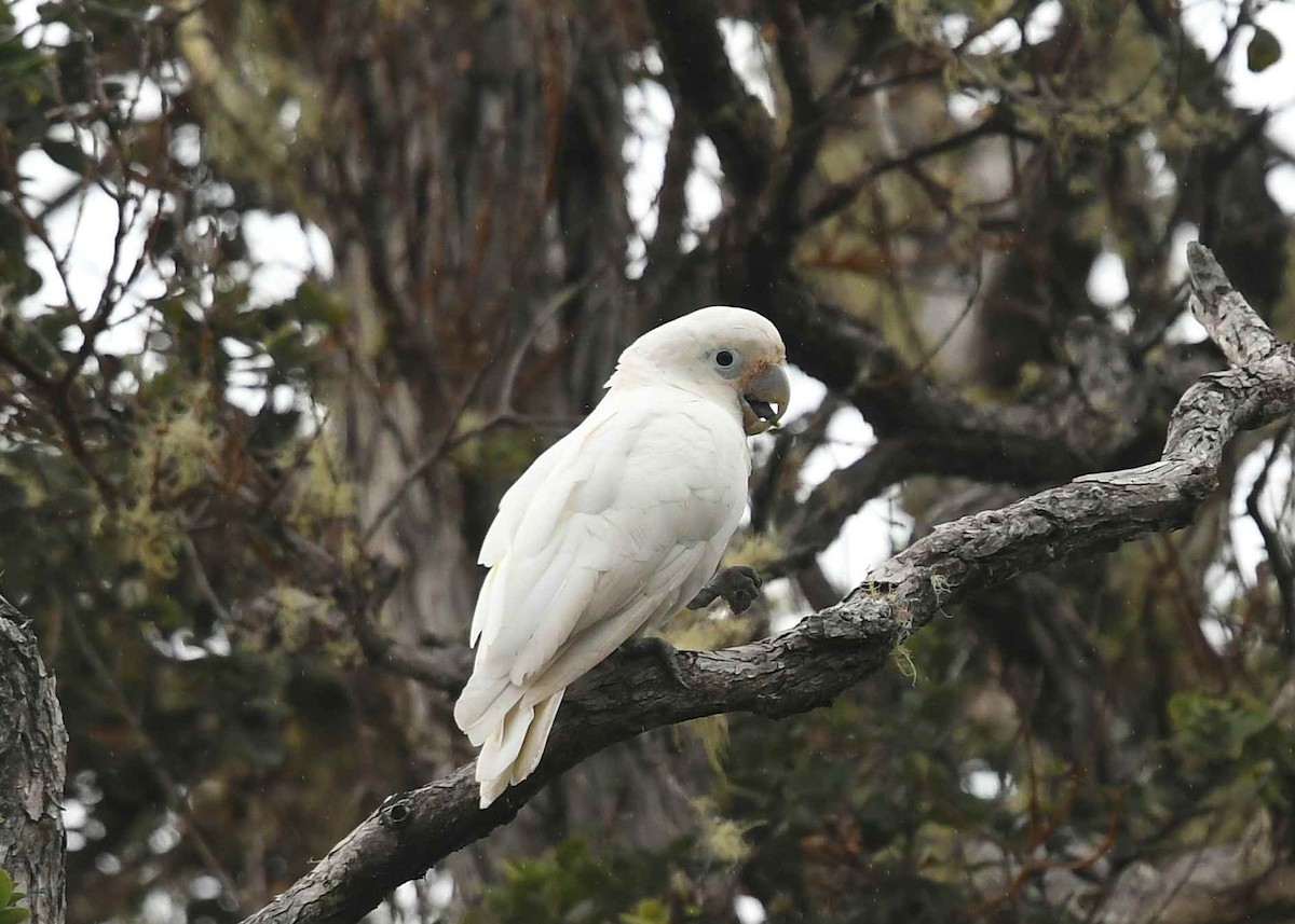 シロビタイムジオウム - ML646894879