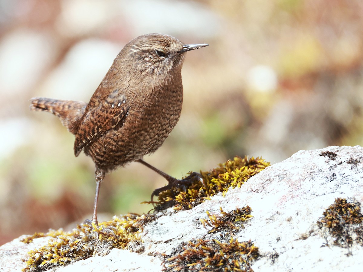 Eurasian Wren - ML646894887