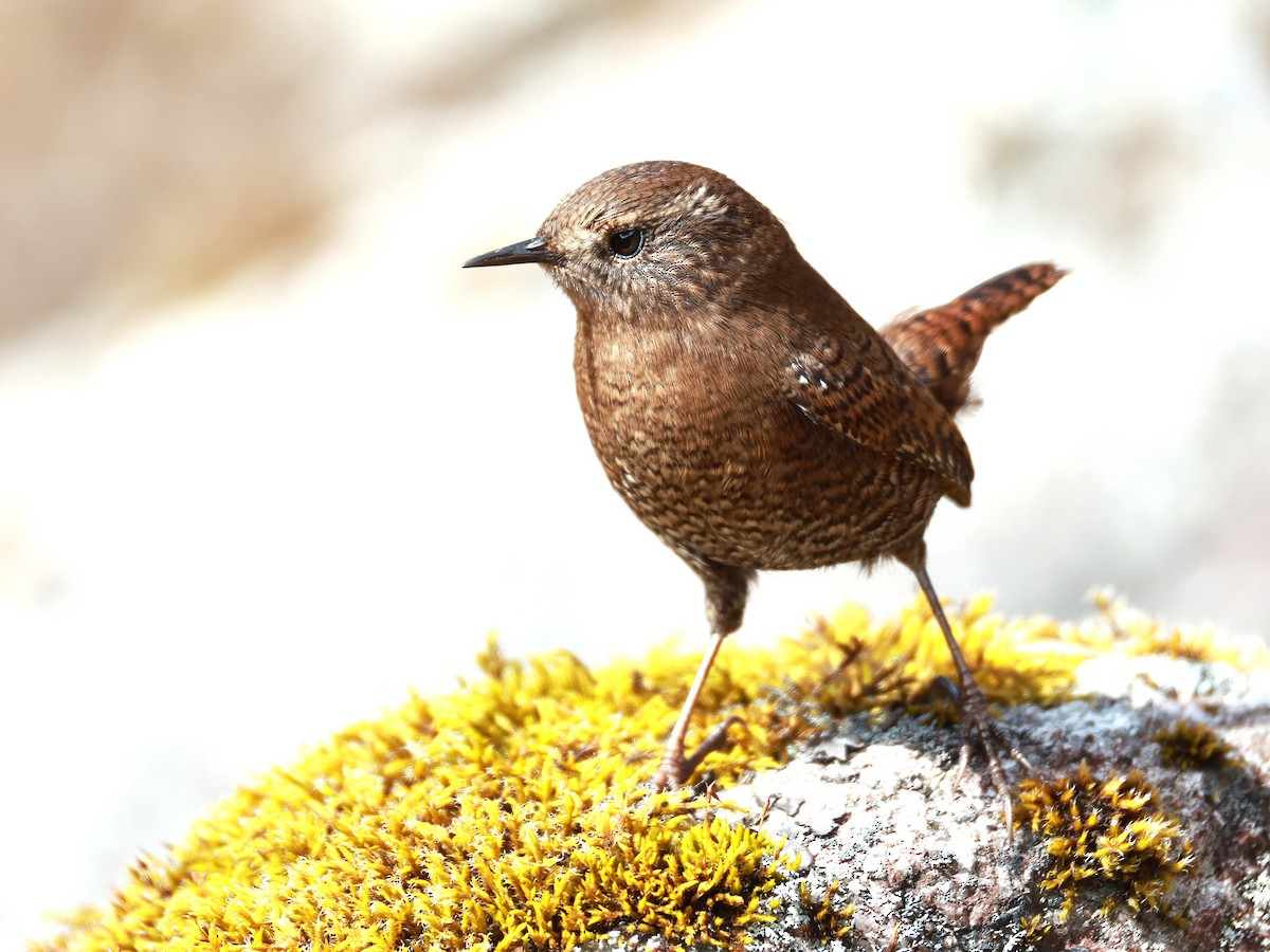 Eurasian Wren - ML646894888