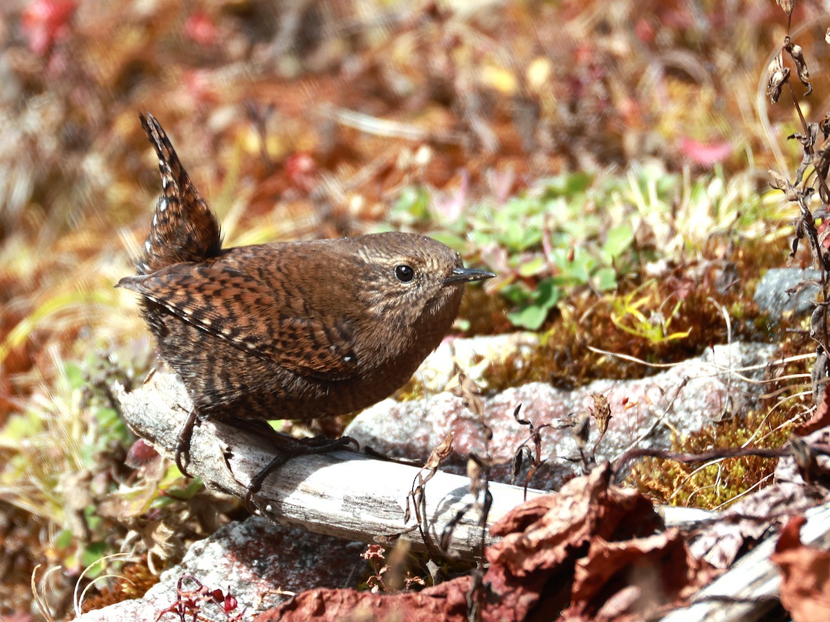 Eurasian Wren - ML646894890