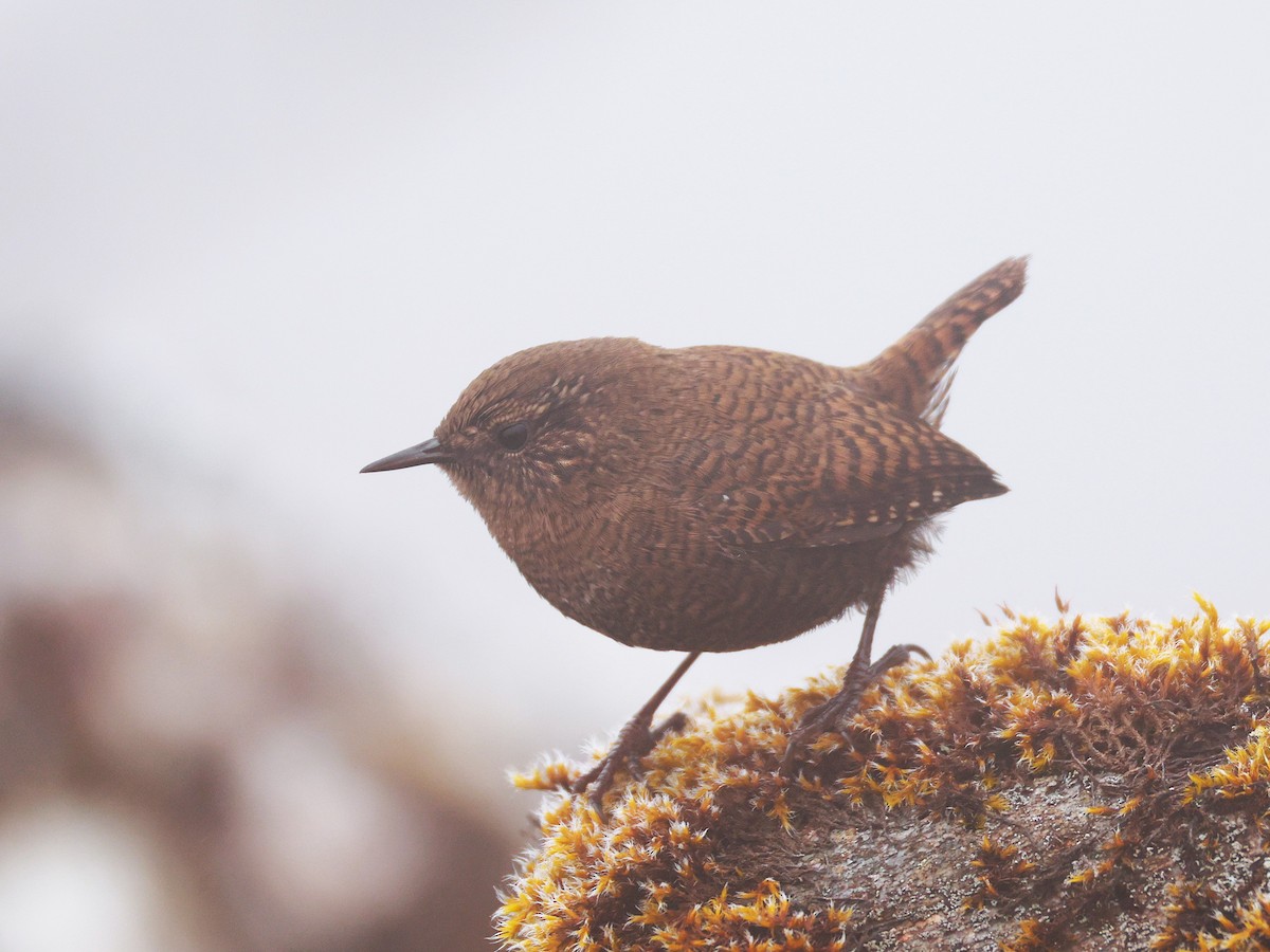 Eurasian Wren - ML646894891