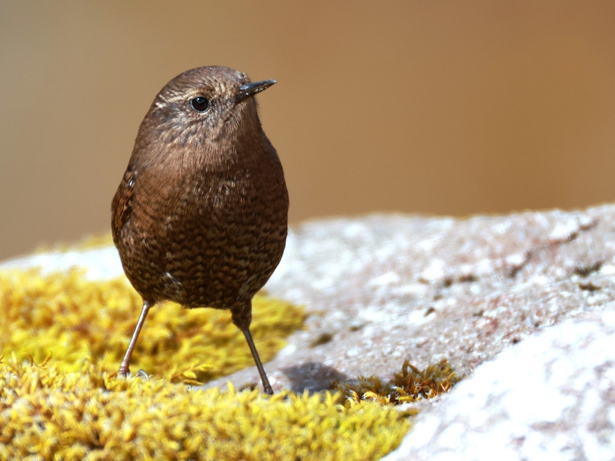 Eurasian Wren - ML646894892