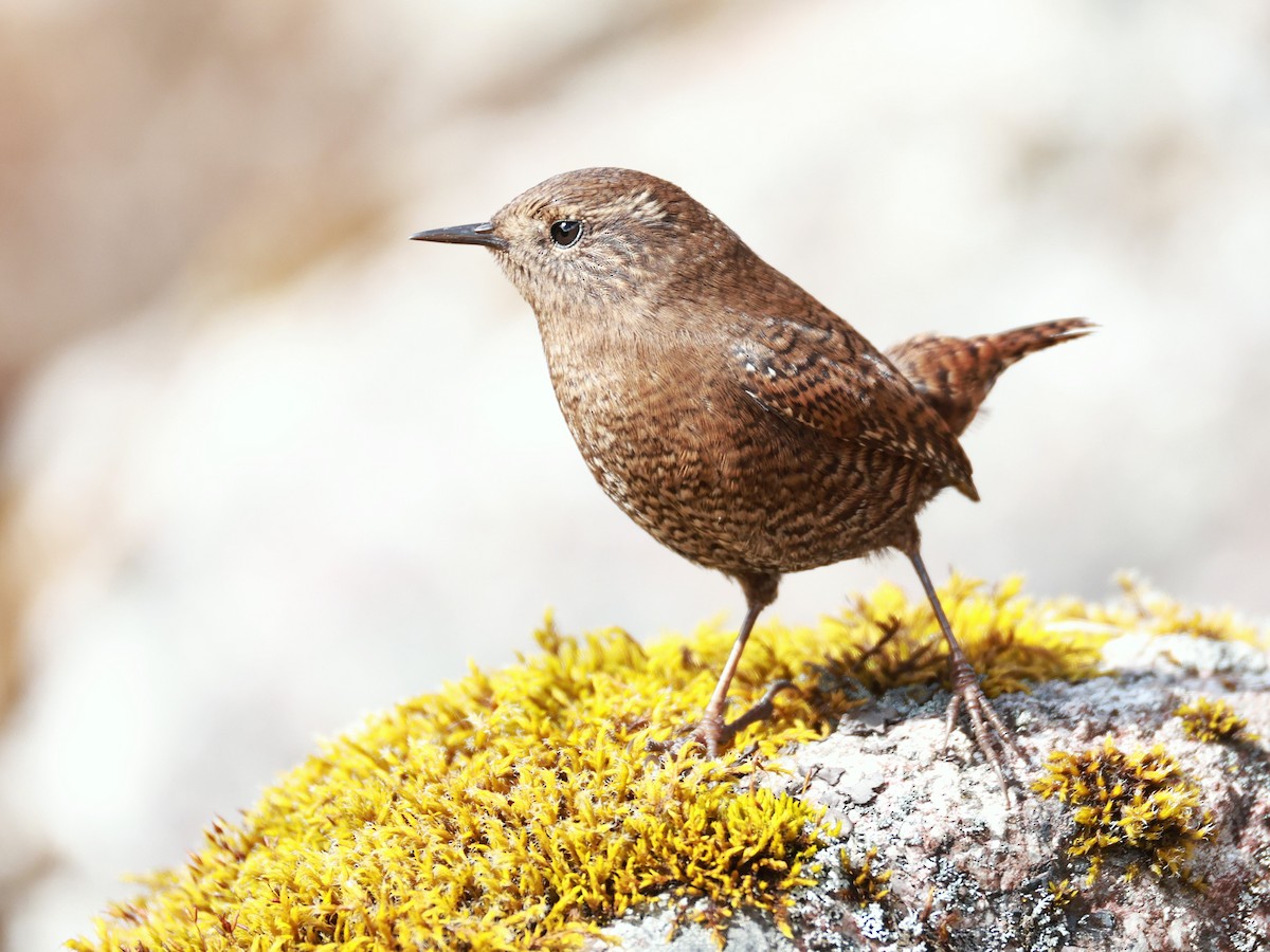 Eurasian Wren - ML646894893
