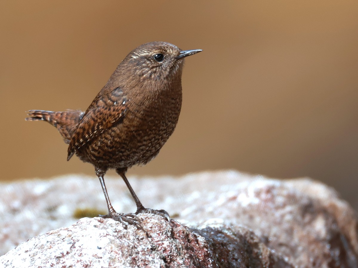 Eurasian Wren - ML646894894