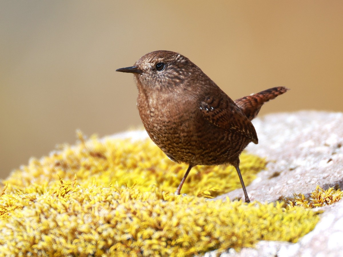 Eurasian Wren - ML646894895