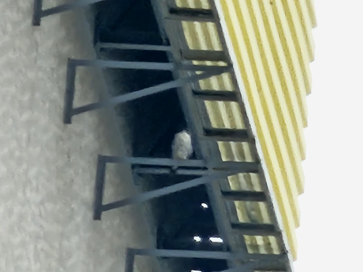 Peregrine Falcon - ML646894896