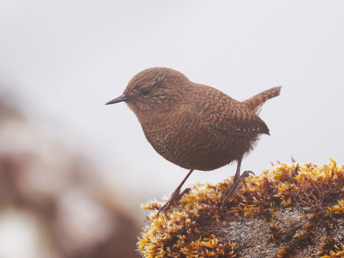 Eurasian Wren - ML646894897