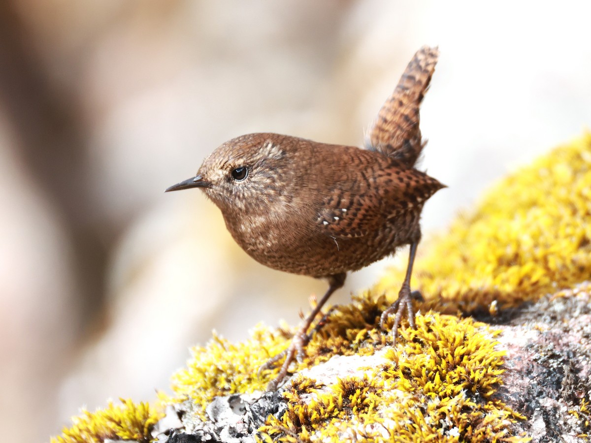 Eurasian Wren - ML646894898