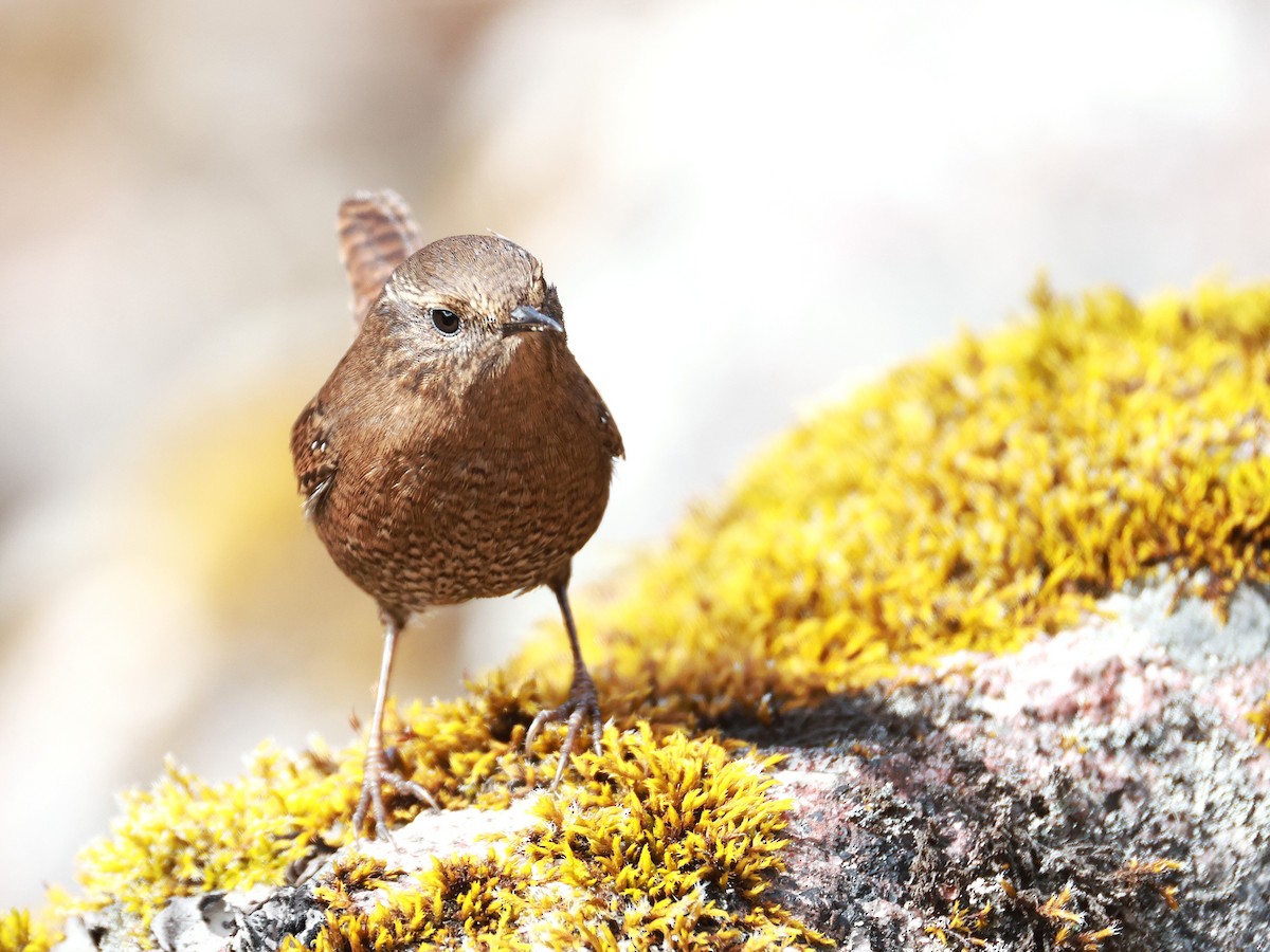 Eurasian Wren - ML646894899