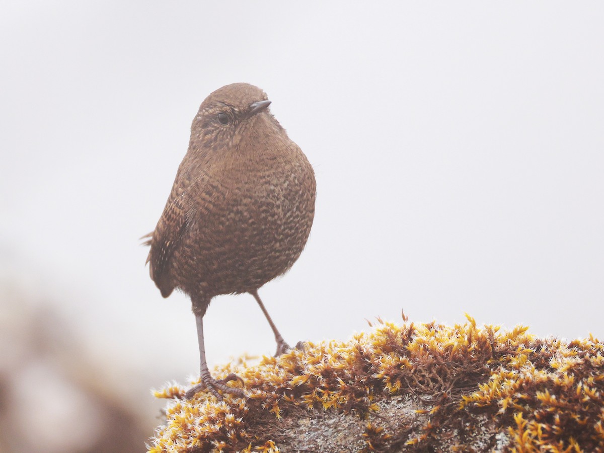 Eurasian Wren - ML646894900