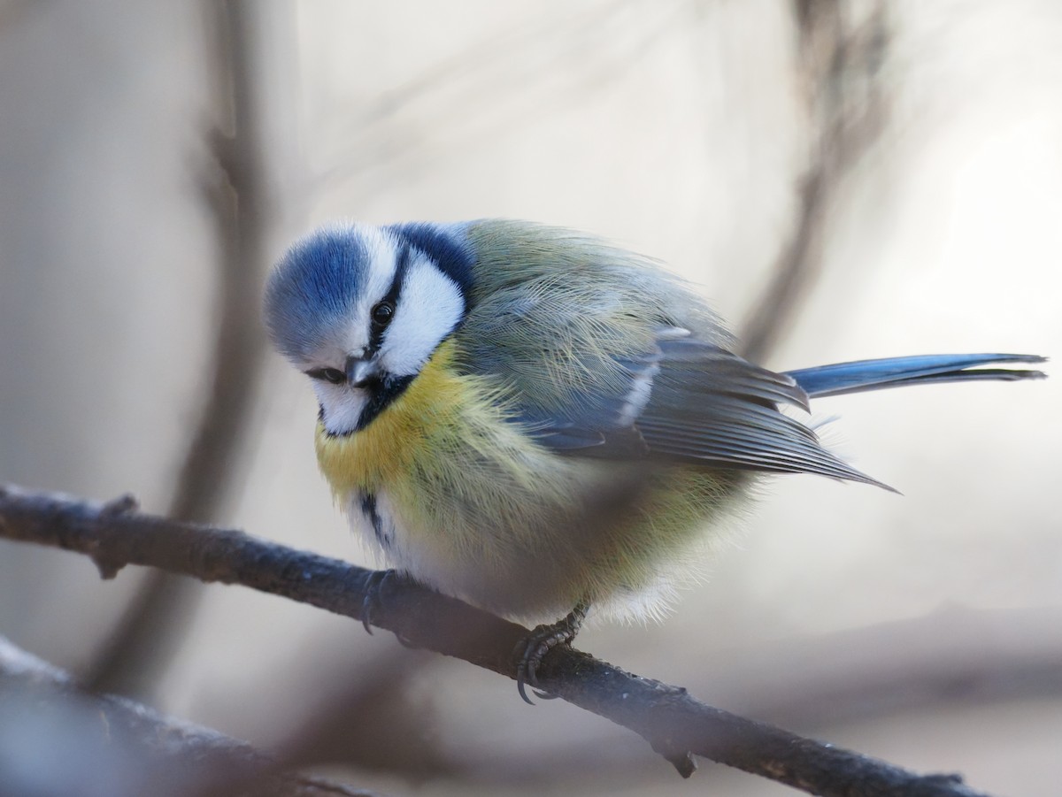 Eurasian Blue Tit - ML646894904