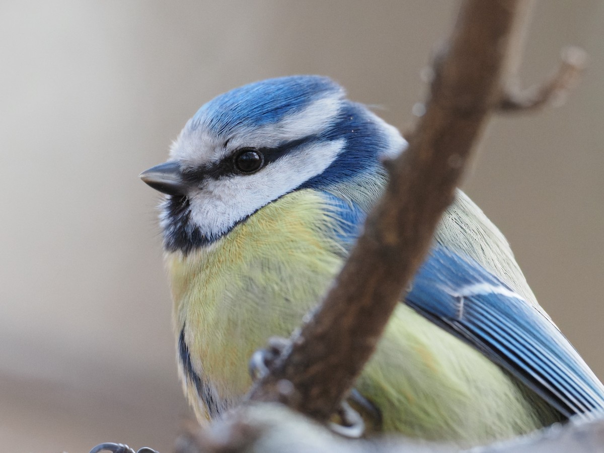 Eurasian Blue Tit - ML646894905