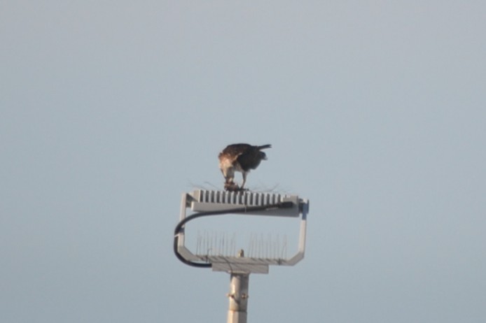 Osprey - ML646894907