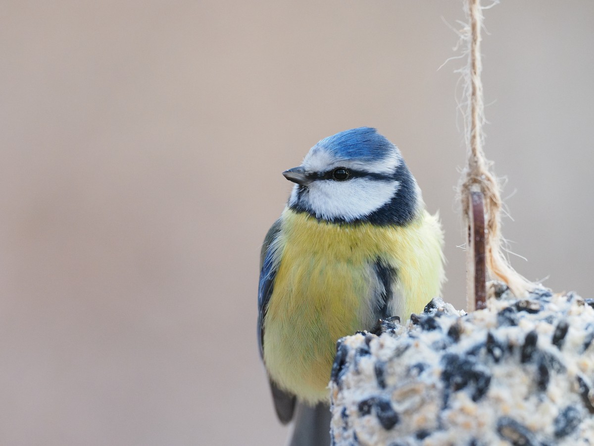 Eurasian Blue Tit - ML646894908