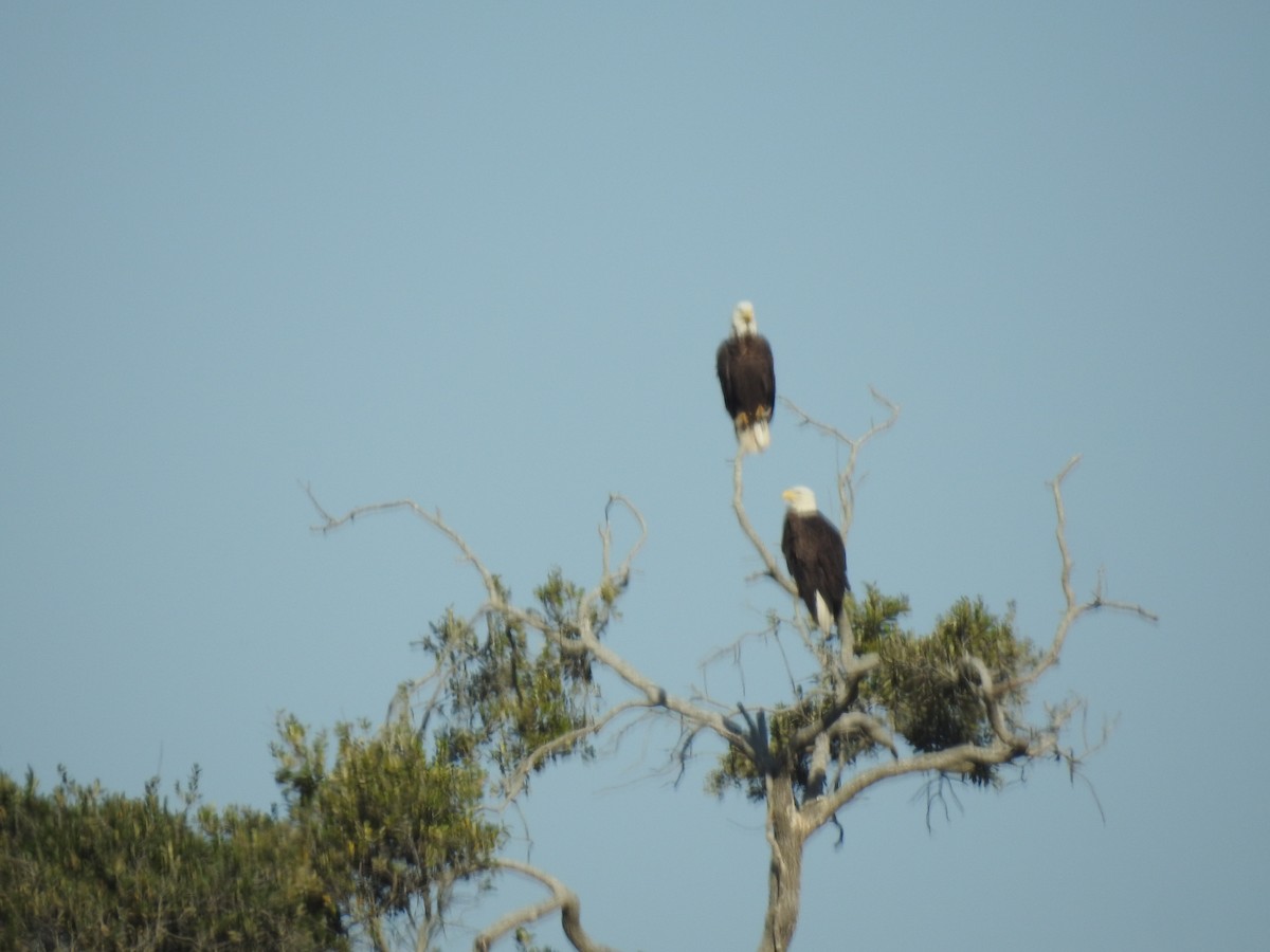 Bald Eagle - ML646894909