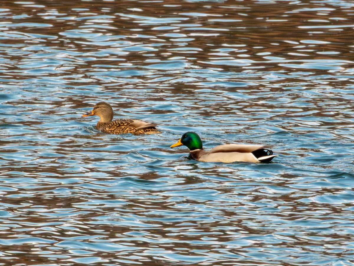 Mallard - ML646894910