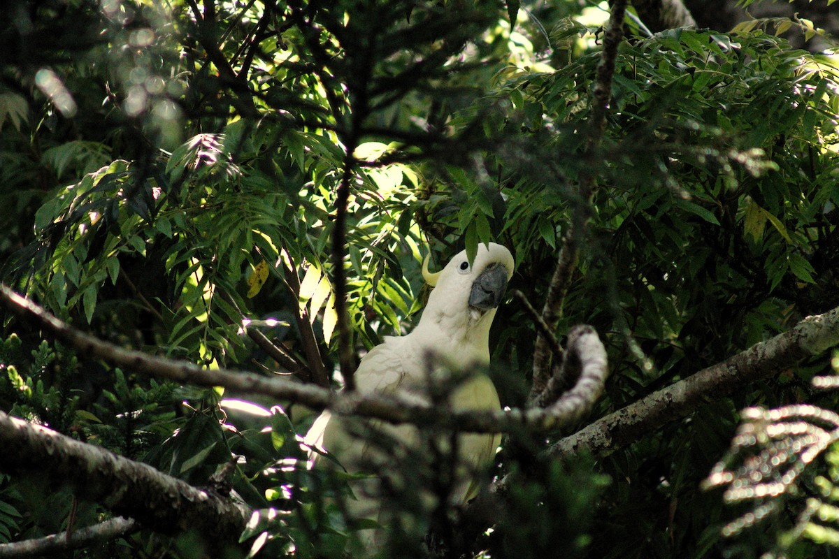 Sulphur-crested Cockatoo - ML646894911