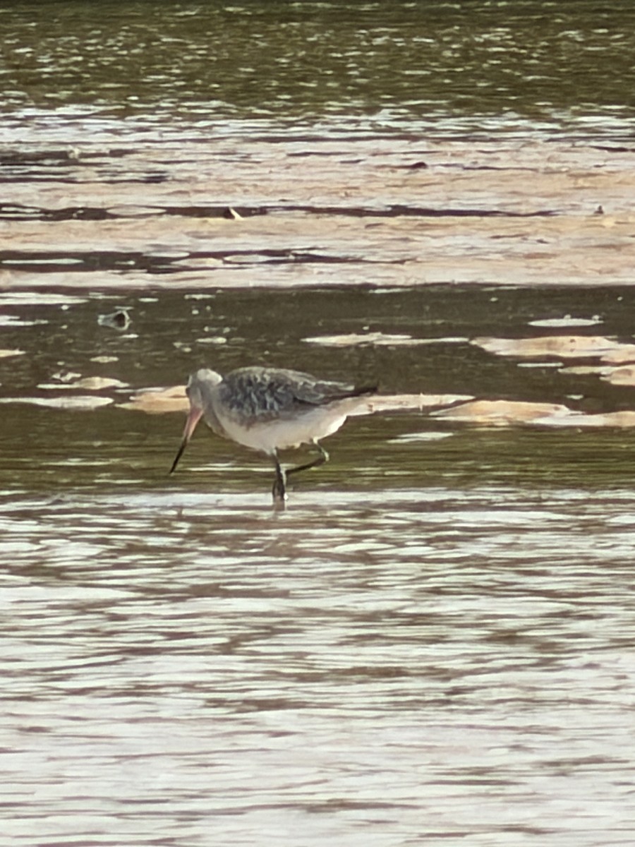 Bar-tailed Godwit - ML646894912