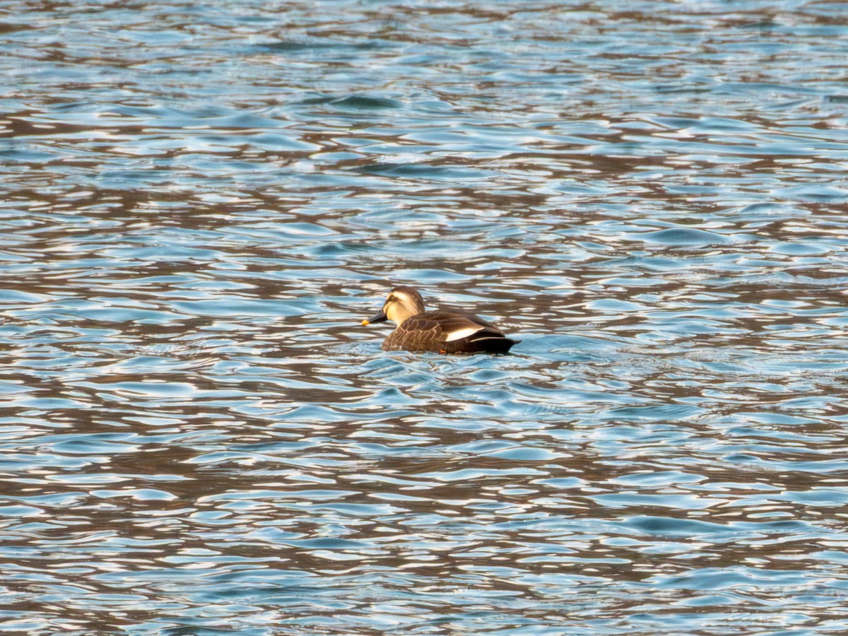 Eastern Spot-billed Duck - ML646894913