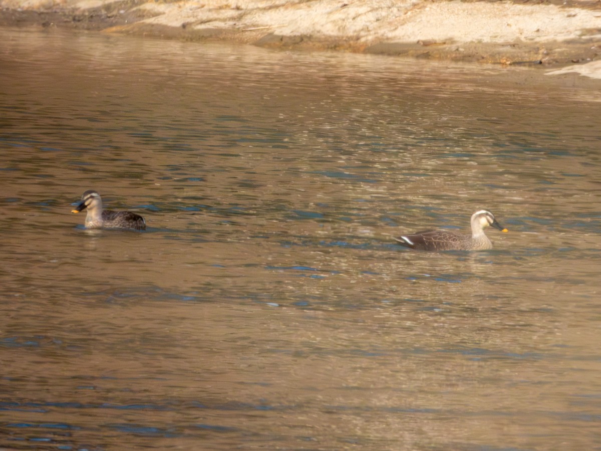 Eastern Spot-billed Duck - ML646894914