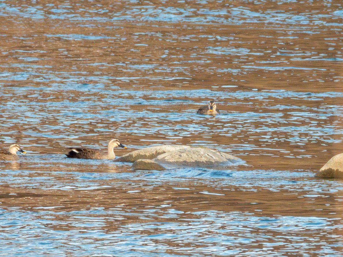 Eastern Spot-billed Duck - ML646894915